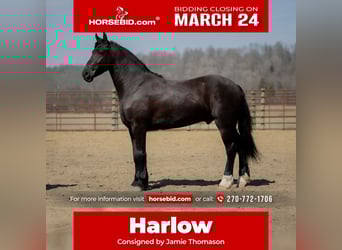 Frisones Mestizo, Caballo castrado, 4 años, 155 cm, Negro, in Auburn, KY,