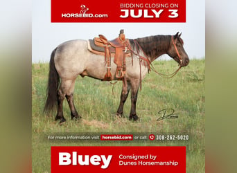 Quarter horse américain Croisé, Hongre, 6 Ans, 163 cm, Rouan Bleu, in Thedford, NE,