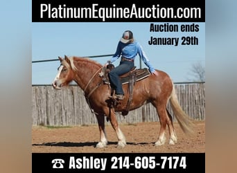 Quarter horse américain, Jument, 9 Ans, Alezan cuivré, in Weatherford TX,