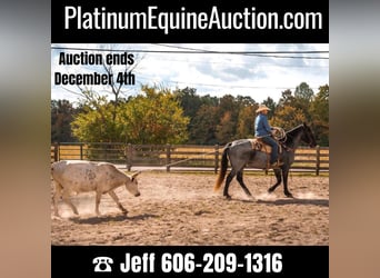 Quarter horse américain, Hongre, 13 Ans, 165 cm, Rouan Bleu, in Middletown OH,