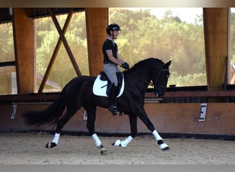 PRE, Stallion, 5 years, 16 hh, Black, in Caumont,