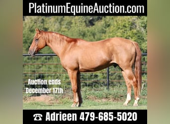 American Quarter Horse, Wallach, 12 Jahre, 157 cm, Falbe, in Canton TX,