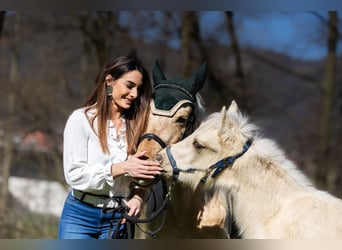 Andere Rassen, Merrie, 5 Jaar, 147 cm, Palomino, in Bergamo