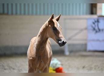 Trakehner, Étalon, 1 Année, Alezan, in Laage OT Breesen,