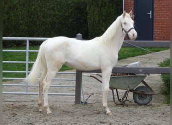 Belgian Riding Pony, Gelding, 1 year, 14.1 hh, Cremello, in Poperinge,
