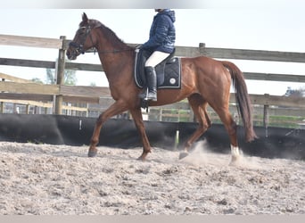 Other Breeds, Mare, 13 years, 15.2 hh, Chestnut-Red, in Achtmaal,