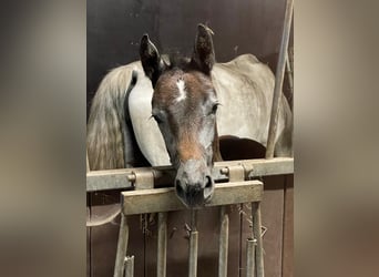 Oldenburg-International (OS), Mare, Foal (04/2024), 16,2 hh, Gray, in Nordhorn,