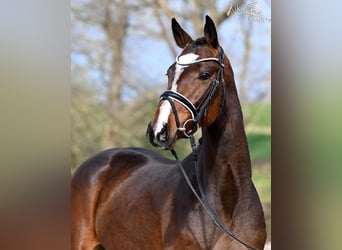 Hannoveraner, Wallach, 3 Jahre, 166 cm, Brauner, in Syke