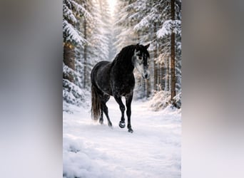 PRE, Hongre, 7 Ans, 170 cm, Gris noir, in Polenz