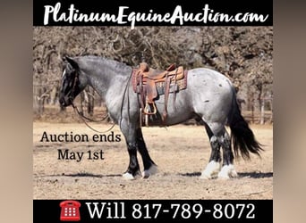 American Quarter Horse, Ruin, 7 Jaar, 163 cm, Roan-Blue, in Joshua TX,