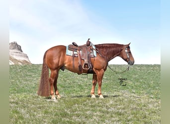 American Quarter Horse, Wallach, 13 Jahre, 145 cm, Rotfuchs, in Bayard, Nebraska,
