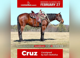 Quarter horse américain, Hongre, 6 Ans, Bai cerise, in Rebersburg, PA,