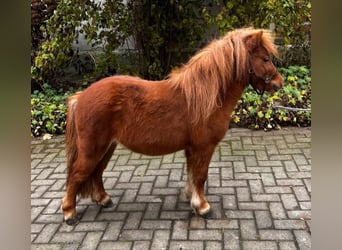 Poneys Shetland, Étalon, 7 Ans, 95 cm, Alezan, in Diepenau