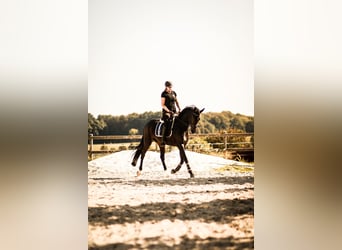 Oldenburg, Mare, 5 years, 16.3 hh, Smoky-Black, in Rodeberg,