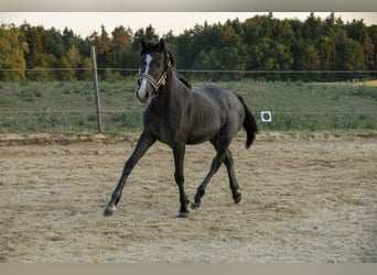 Saina