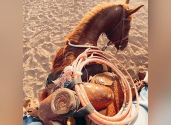 (Reiter sucht Pferd)Western-Reit- und Pflegebeteiligung im Raum Hannover gesucht 🐴