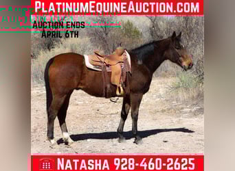American Quarter Horse, Wallach, 14 Jahre, 155 cm, Rotbrauner, in Camp Verde AZ,