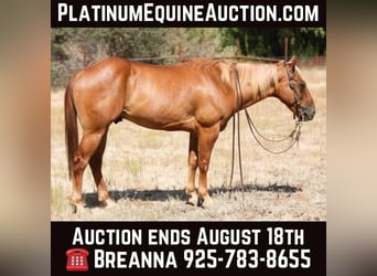 American Quarter Horse, Wallach, 8 Jahre, 142 cm, Palomino, in Valley Springs CA