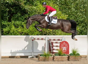 Holsteiner, Valack, 5 år, 170 cm, Rökfärgad svart, in Münster,