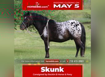 Appaloosa, Ruin, 7 Jaar, 112 cm, in Carthage, TX,