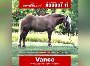 Draft Horse Mix, Gelding, 4 years, 15.1 hh, in Strasburg, OH