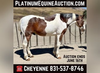 Paint Horse, Wallach, 14 Jahre, 152 cm, Tobiano-alle-Farben, in Bitterwater CA