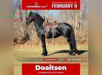 Friesen, Hengst, 5 Jahre, 168 cm, Rappe, in Hillsboro