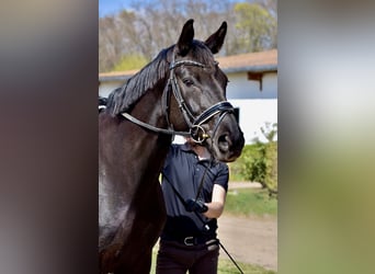 Baden Württemberger, Stute, 13 Jahre, 170 cm, Rappe, in Stolpe