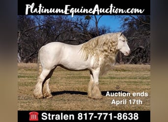 Gypsy Horse, Mare, 11 years, 15 hh, Cremello, in Comache, TX,