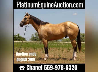 American Quarter Horse, Wallach, 4 Jahre, 155 cm, Buckskin, in Byers TX,