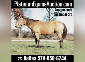 American Quarter Horse, Gelding, 13 years, 15.1 hh, Buckskin, in North Judson IN,