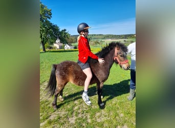 More ponies/small horses, Gelding, 4 years, 11.2 hh, Brown, in Bad Saulgau