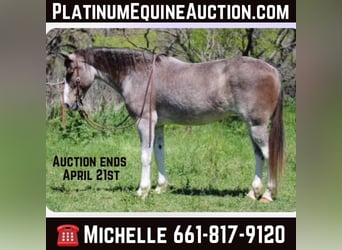 Mustang, Jument, 13 Ans, 152 cm, Roan-Bay, in Stephenville TX,