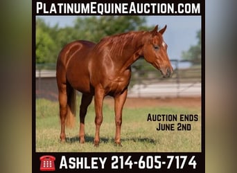 American Quarter Horse, Wallach, 15 Jahre, Rotfuchs, in Weatherford TX,