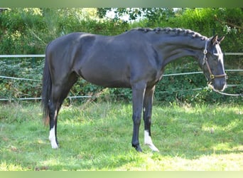 Westfaliano, Semental, 2 años, 169 cm, Negro, in Greven,