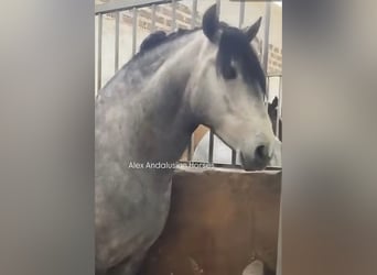 PRE Croisé, Étalon, 4 Ans, 170 cm, Gris, in Sevilla