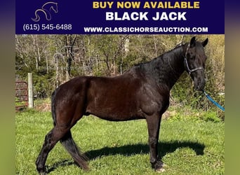 Tennessee Walking Horse, Wallach, 12 Jahre, 152 cm, Rappe, in Lancaster, KY,