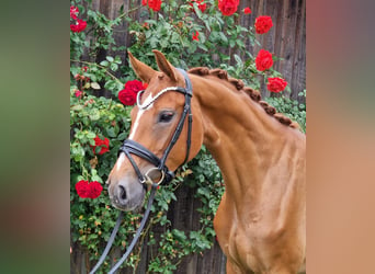 Westphalian, Mare, 5 years, 16.1 hh, Chestnut-Red, in Wysin,