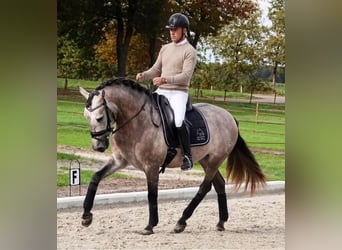 PRE, Caballo castrado, 5 años, 167 cm, Tordo, in Reichenbach