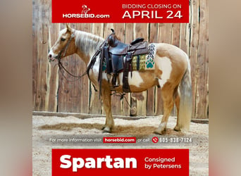 Plus de poneys/petits chevaux, Hongre, 12 Ans, Palomino, in Valley Springs, SD,