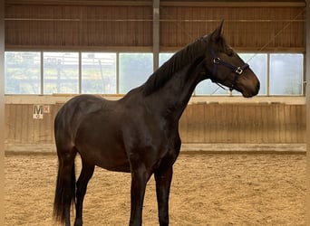 Österreichisches Warmblut, Wallach, 3 Jahre, 168 cm, Dunkelbrauner, in Heiligenkreuz