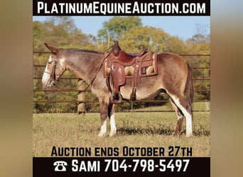 Mulo, Caballo castrado, 8 años, Buckskin/Bayo, in Brooksville KY,