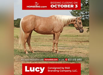 American Quarter Horse, Stute, 8 Jahre, 150 cm, Palomino, in Addison, TX,