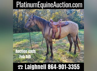 Quarter horse américain, Hongre, 8 Ans, 152 cm, Grullo, in Pickens SC,