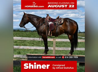 Quarter horse américain, Hongre, 9 Ans, 150 cm, Bai brun, in Howard, PA,