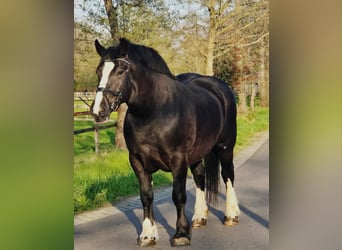Polnisches Kaltblut, Stute, 5 Jahre, 163 cm, Rappe, in Someren