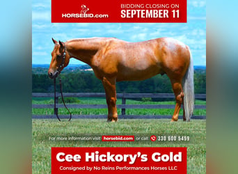 Quarter horse américain, Hongre, 8 Ans, 145 cm, Palomino, in Fredericksburg, OH,