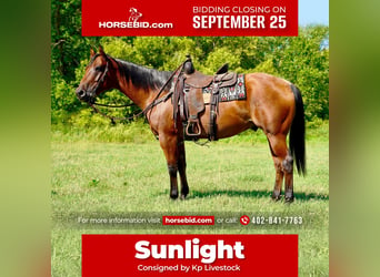 Quarter horse américain, Hongre, 11 Ans, 152 cm, Roan-Bay, in Valley Springs, SD,