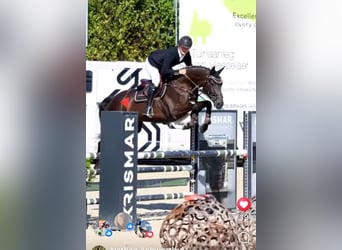 Gelding 5 years