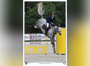 Selle Français, Jument, 6 Ans, 163 cm, Gris, in Pleurtuit